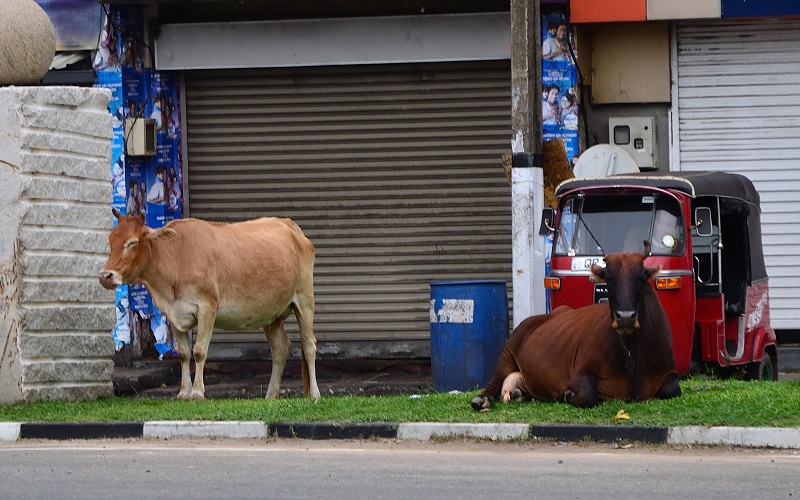 indyjskie krowy cieszą się swobodą